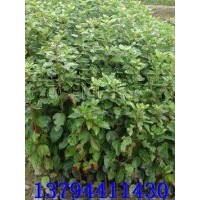 紅花銀樺苗,紅花荷苗,鐵冬青苗,宮粉紫荊苗,澳洲火焰木苗