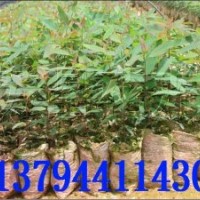 速生桉樹 桉樹組培苗 廣林桉樹 桉樹苗 桉樹苗批發(fā)