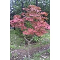 供應(yīng)；臘梅、多分枝臘梅、茍櫻梅