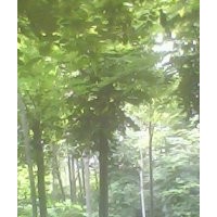 10公分的大葉女貞1000多棵