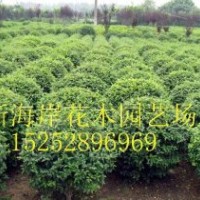 木槿幼苗木槿小苗木槿價(jià)格木槿產(chǎn)地