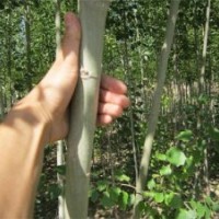 供應(yīng)荒山造林、城市綠化苗木河北楊,香花槐,國槐