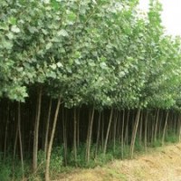 專供各種規(guī)格意楊