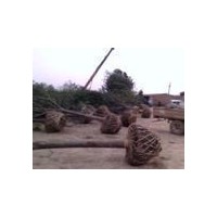 國槐國槐報價國槐價格新生國槐