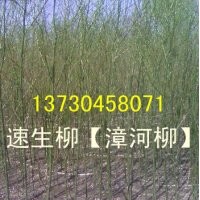 河北省速生柳、河北省速生柳價(jià)格、河北省速生柳基地
