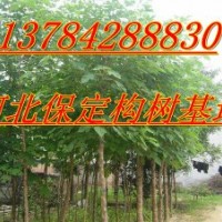 河北構(gòu)樹、河北構(gòu)樹價(jià)格、河北構(gòu)樹基地