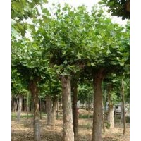 供應1-2年冒18公分法桐 15公分1-2年冒國槐
