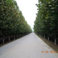 供應(yīng)：法桐、國槐、白蠟、南欒、大葉女貞、銀杏、合歡、復(fù)葉槭等