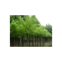 山西國槐小苗/國槐種子/國槐大樹/國槐出售價格優(yōu)惠