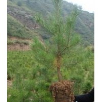 90~~~140cm 樟子松