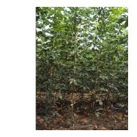 椿樹苗.北京欒樹苗.速生白蠟苗.速生國(guó)槐.毛白楊種苗