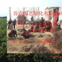 供應(yīng)優(yōu)質(zhì)核桃成品苗 實生苗