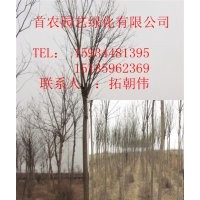 優(yōu)質(zhì)國槐