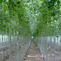 供應(yīng)優(yōu)質(zhì)速生楊