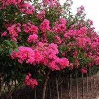 紫薇，櫻花，紅楓，桂花，銀杏樹