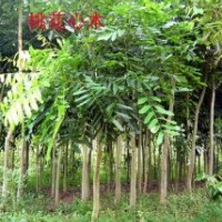 廣東苗木桃花心木-低價(jià)桃花心木-基地桃花心木直銷-桃花心木批發(fā)