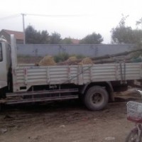 出售12公分一級(jí)白蠟