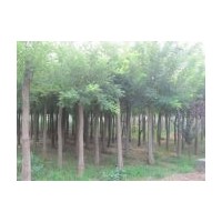 特供1-30cm毛白楊 法桐 椿樹 國槐 垂柳 白蠟等綠化苗木