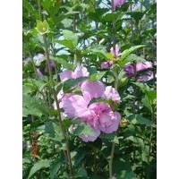 供應(yīng)叢生木槿，獨(dú)干木槿