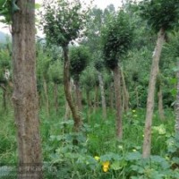 湖北隨州全冠三角楓移栽 三角楓骨架 三角楓