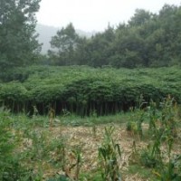 湖北-青桐-青桐樹.青桐樹苗.隨州.青桐.青桐樹