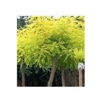 國槐金枝槐金葉槐 哪里有金枝槐