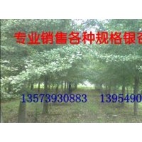 四川白果樹銷售銀杏樹供應商