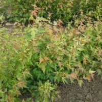 黑龍江哈爾濱出售小葉丁香暴馬丁香三 角 楓