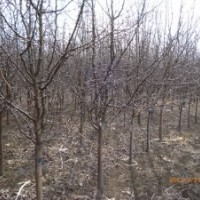 黑龍江哈爾濱出售垂暴109 山杏 山梨