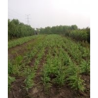 扦插垂柳-種植垂柳-銷售垂柳-垂柳小苗價格