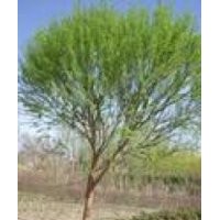 河北饅頭柳 保定饅頭柳 饅頭柳小苗 大規(guī)格饅頭柳