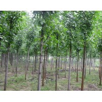 供應(yīng)速生白蠟工程苗。青垂工程苗。北欒小苗，等