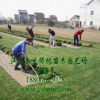 供應(yīng)繡線菊，劍麻，草坪，連翹，玉蘭，櫻花，刺松，黃楊