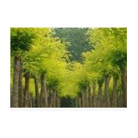 哪里的國槐樹質(zhì)量好 哪里的國槐多 山東國槐 山西國槐樹