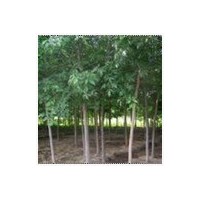 山東白蠟基地 山東白蠟樹 濟(jì)寧哪里有白蠟 濟(jì)南哪里有白蠟樹