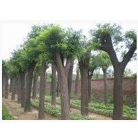 哪里有出售國槐樹的 山東國槐樹供應(yīng) 哪里有大規(guī)格國槐樹