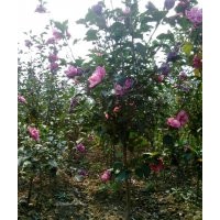 低價(jià)供應(yīng)木槿、紫荊、大葉黃楊、銀杏等綠化苗木
