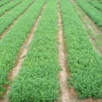 預(yù)定2013年杉木苗