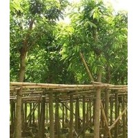 苗木直銷-廣東苗木直銷-福建苗木直銷