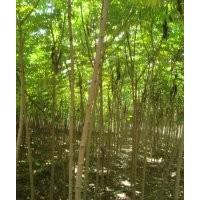 河北火炬樹(shù)