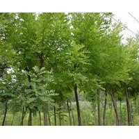 苗木基地垂槐，黃金槐，龍爪槐，木瓜，紅葉李