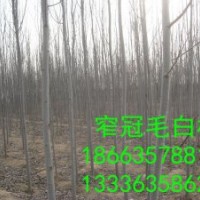 毛白楊 國槐 速生柳 1 07