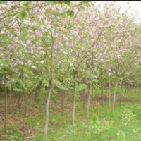 我村1000畝1-6分洋紫荊紅花羊蹄甲黃槐秋楓藍(lán)花楹--紅花夾竹桃柳