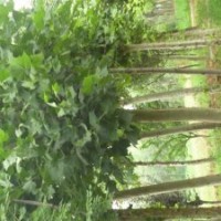 山東國(guó)槐價(jià)格 8公分國(guó)槐價(jià)格