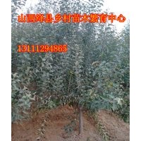 山西苗圃蘋果樹價(jià)格蘋果樹哪里有蘋果樹哪里找