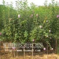 供應(yīng)木槿，木槿價格，獨(dú)干木槿，紅花木槿，潢川木槿基地