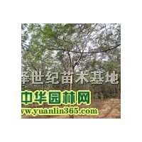 國槐樹價格 金合歡樹 世紀苗木基地