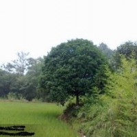 供應(yīng)桂花樹