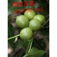 國槐 刺槐苗 紫穗槐 香花槐 龍爪槐