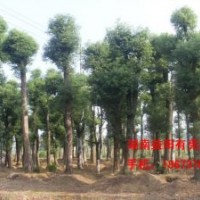 30公分香樟樹|30公分香樟樹價格